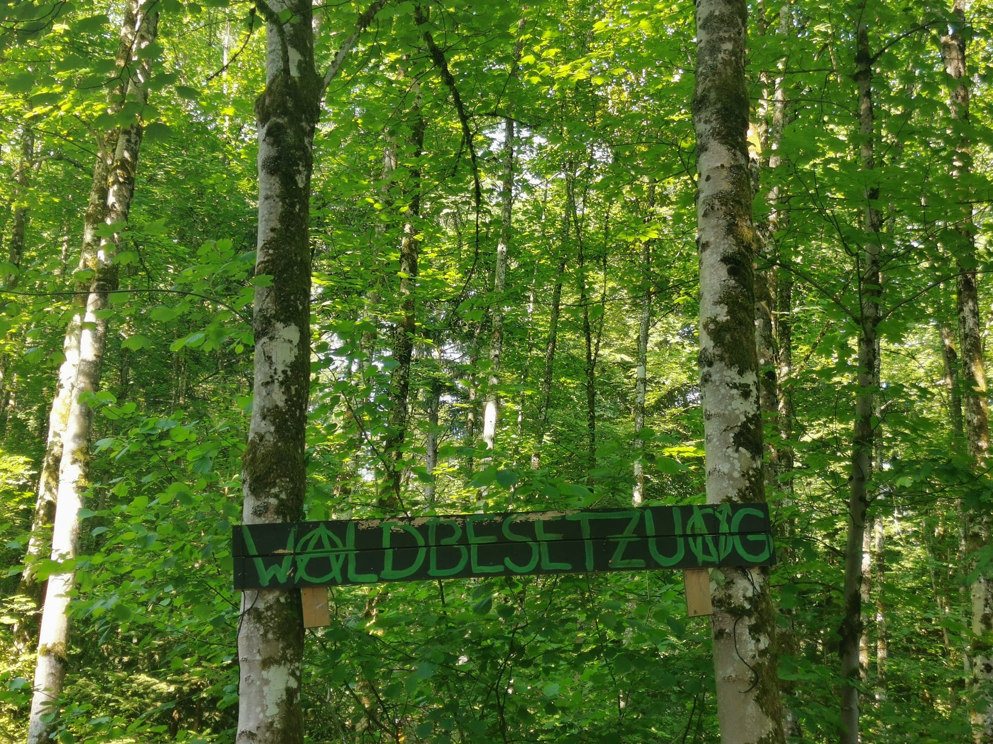 Waldbesetzung im Altdorfer Wald